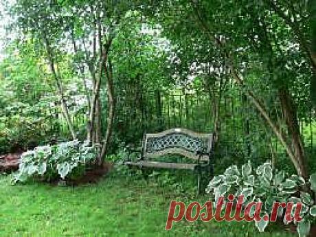 Сад в тени | Сады Северо-Запада