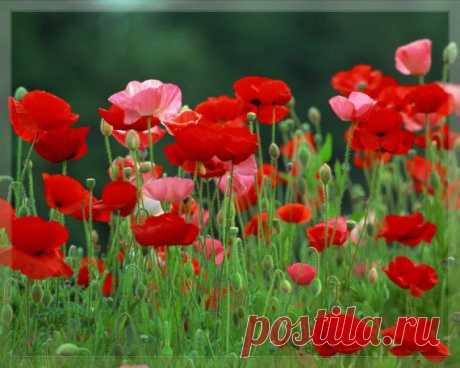 полевые цветы фото - Поиск в Google