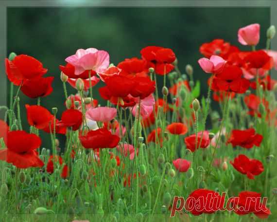 полевые цветы фото - Поиск в Google