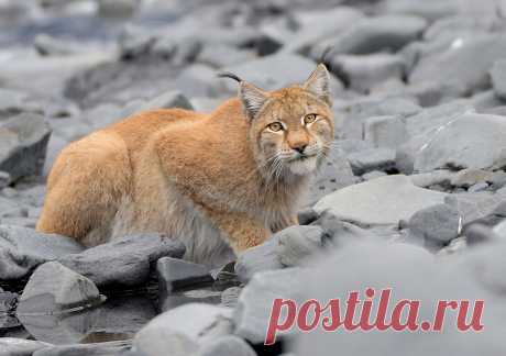 Рысь — National Geographic Россия