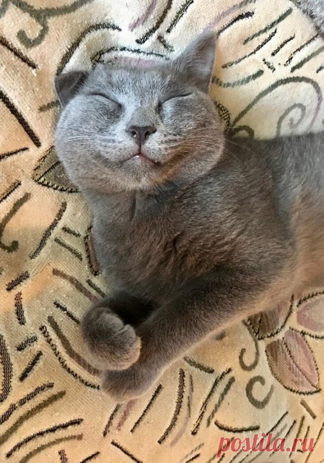 Котик смотрит в объектив — светит людям позитив (прикольные кото-фото) | Мой обожаемый кот | Яндекс Дзен