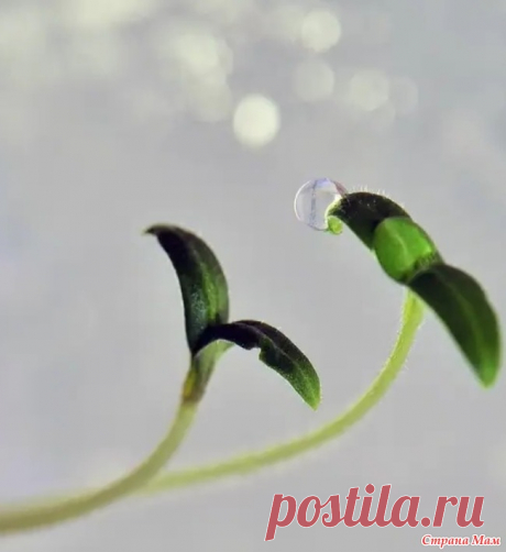 Росток Добрый день. Второй день дождь, самое время повязать) и снова Мнемосина. Выкройка для мужчин N9, свободный силуэт, глубина горловины 5 см вместе с планкой.