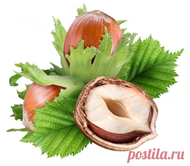 Лесной орех – это высокий кустарник из семейства лещиновых. Лесной орех имеет ещё такие названия, как лещина обыкновенная, орешник, фундук, ломбардский орех и др.

Ранней весной на поверхности коричневых ветвей этого растения имеется множество белых чечевичек и немного сжатых по бокам кругловатых почек. Лист лесного ореха яйцеобразной формы заканчивается остриём на вершине, имеет короткий черешок и зубчатые края.