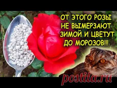 Одна столовая ложка под куст и РОЗЫ не вымерзают зимой. Розы выращивание и уход осенью. Розы осенью.