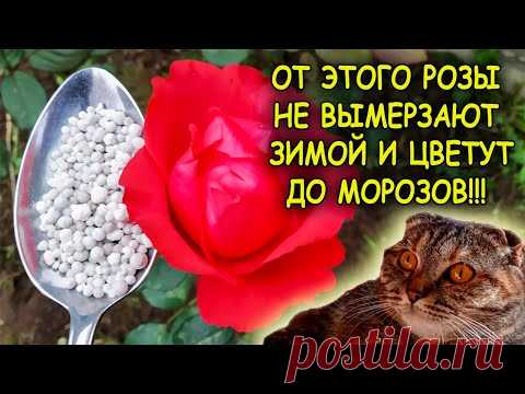 Одна столовая ложка под куст и РОЗЫ не вымерзают зимой. Розы выращивание и уход осенью. Розы осенью.