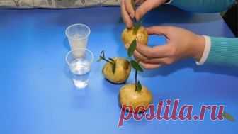 РОЗЫ В КАРТОШКЕ ! РЕЗУЛЬТАТ !!!!!!!