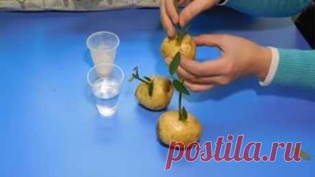 РОЗЫ В КАРТОШКЕ ! РЕЗУЛЬТАТ !!!!!!!