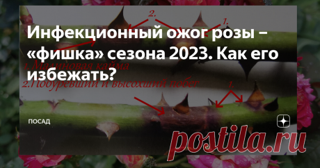 Инфекционный ожог розы – «фишка» сезона 2023. Как его избежать? Статья автора «Посад» в Дзене ✍: Да простят меня те читатели, которые ждали обещанную статью о технологии нанесения масла на стены!