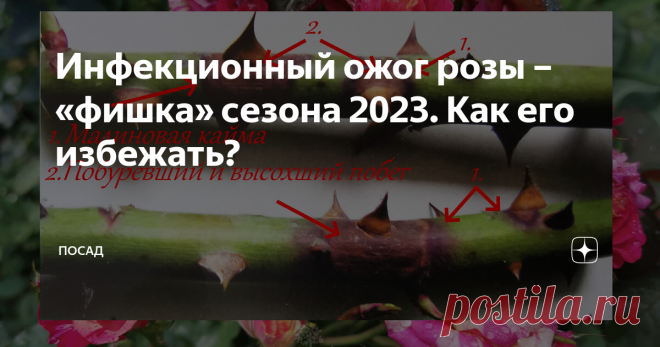 Инфекционный ожог розы – «фишка» сезона 2023. Как его избежать? Статья автора «Посад» в Дзене ✍: Да простят меня те читатели, которые ждали обещанную статью о технологии нанесения масла на стены!