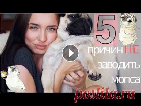 5 причин НЕ заводить мопса  |  что ОБЯЗАТЕЛЬНО нужно знать, когда заводишь мопса я собачница до мозга костей) с самого детства у нас в семье была собака ( за исключением небольшого перерыва), поэтому у нас с мужем даже не возникало...