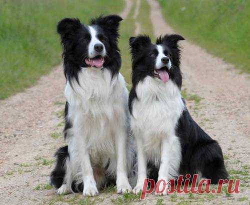 Шотландские овчарки колли и бордер-колли