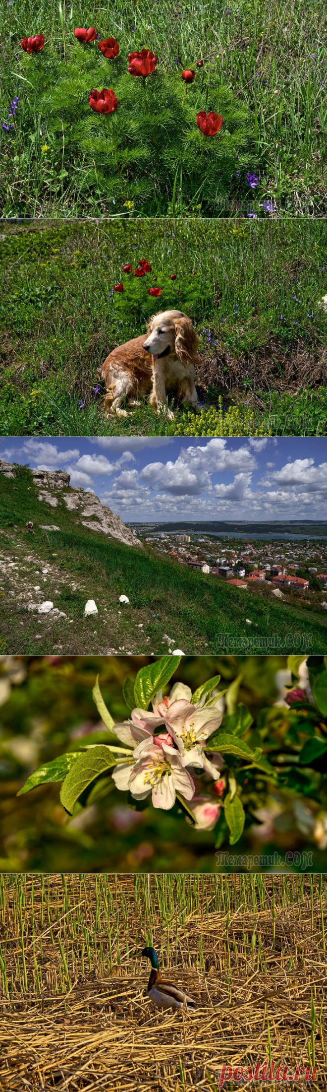 Крым. Симферополь. Май. Страна Пиония (с бонусом)