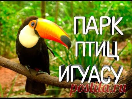 Нападение голодной птицы| Парк птиц Игуасу| БРАЗИЛИЯ