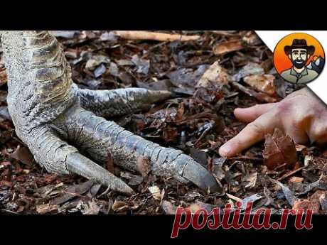 ЖИВОЙ ДИНОЗАВР?! / КАЗУАР / Койот Питерсон на русском