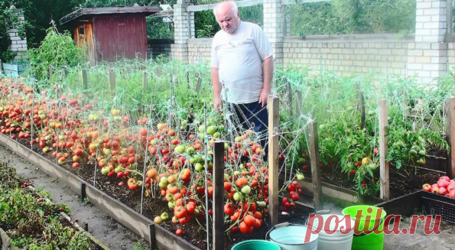 ДЕДОВСКИЙ РЕЦЕПТ ДЛЯ ТОМАТОВ. НИКОГДА НЕ ПОДВОДИЛ! – БУДЬ В ТЕМЕ