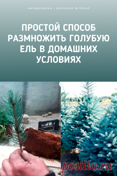 Простой способ размножить голубую ель в домашних условиях