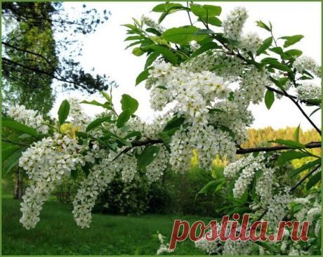 Черёмуха душистая - • Мир Красоты и Хорошего Настроения!!.. - Группы Мой Мир