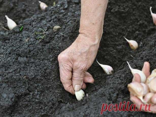 Основные хитрости посадки чеснока на зиму для получения большого урожая
