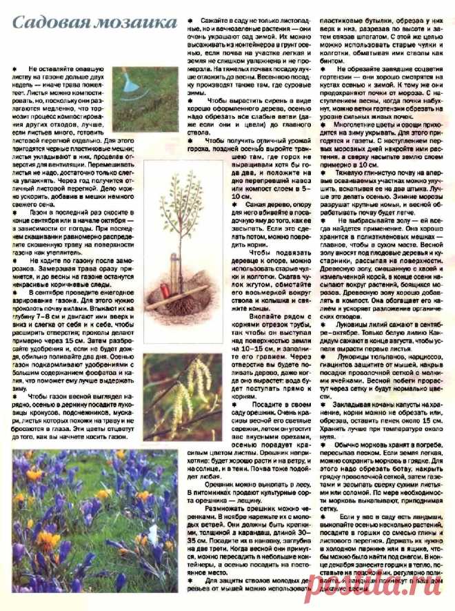 Садовая мозаика (советы дачникам)