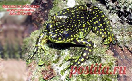 Каскадница Amolops splendissimus, Вьетнам.
https://www.iucnredlist.org/details/159251/0