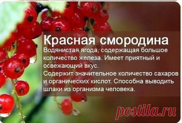 Познавательные факты о фруктах и ягодах