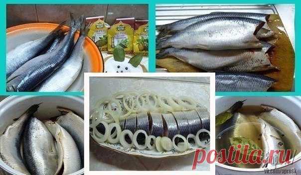 Как засолить селедку 

А какая получается вкуснятина… Больше никогда не покупаю магазинную соленую селедку!
Скажу вам более… этот рецепт великолепно подходит для засолки скумбрии и любой красной рыбы.
Показать полностью…