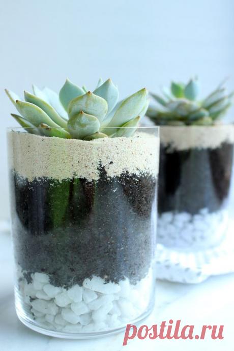 Layered Succulents for the bedside table, plus how to pot &amp; care for cacti!
