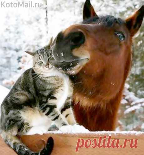 Мой рыжий конь - моё счастье!