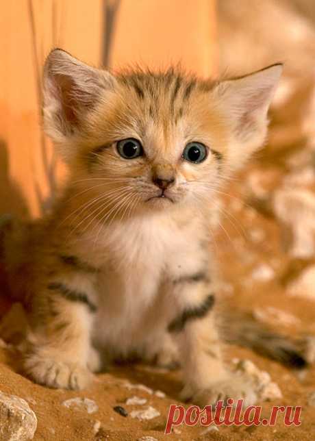 Sand Cat