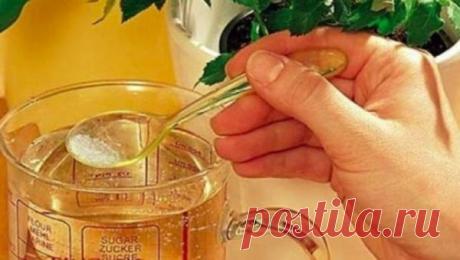 7 полезных способов применения янтарной кислоты | весело живем на 30K | Яндекс Дзен