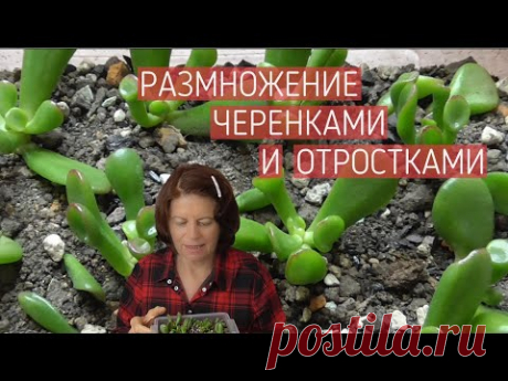 Денежное дерево Толстянка  Размножение черенками и отростками.