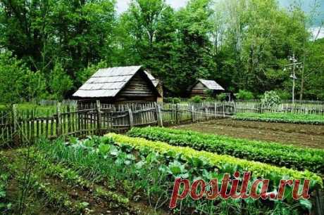 23 ПРИЧИНЫ БОЛЕЗНЕЙ САДОВЫХ РАСТЕНИЙ
1. НЕДОСТАТОК МАРГАНЦА
– задержка роста растений;
– ломкость листьев;
– хлороз листьев, похожий на поражение паутинным клещом;
– уменьшение содержания хлорофилла в листьях;
– слабое накопление витамина C;
– расстройства в обмене веществ;
– накопление избытка железа в растениях.
2. НЕДОСТАТОК МОЛИБДЕНА
– избыточное накопление нитратов;
– нарушение белкового обмена;
– уменьшение витамина C;
– остановка в развитии клубеньковых бактерий, падение фотосинтеза у б