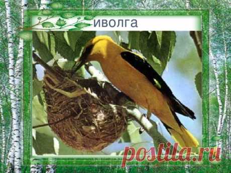 ИВОЛГА ( ДВОРОВЫЕ ПЕСНИ) ~ Открытка (плейкаст)