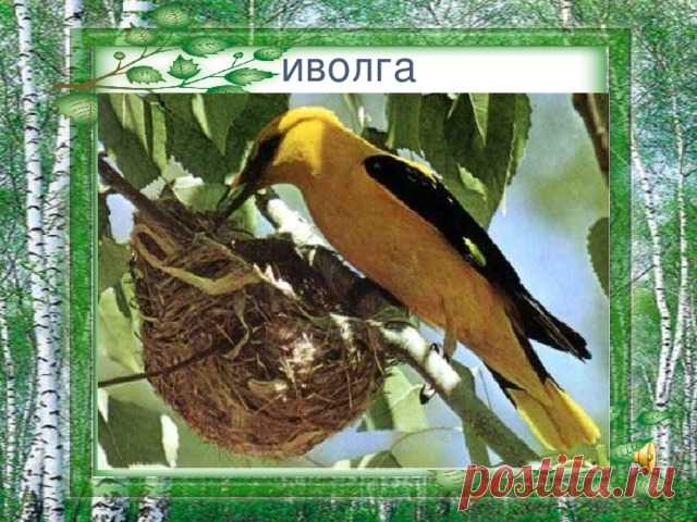 ИВОЛГА ( ДВОРОВЫЕ ПЕСНИ) ~ Открытка (плейкаст)
