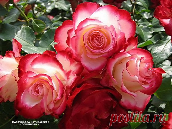 Розы