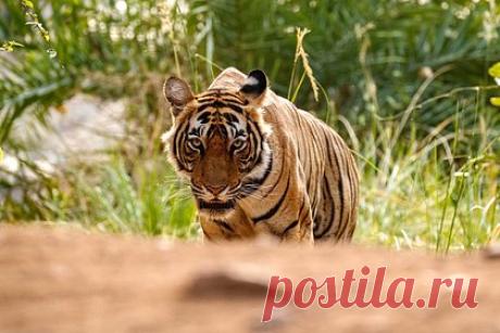 Тигр напал на дрессировщицу в парке аттракционов