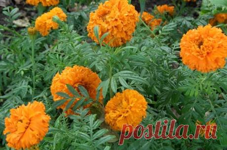 Выращиваем рассаду бархатцев: сроки посева семян, посадочные ёмкости и основной уход | Подмосковье