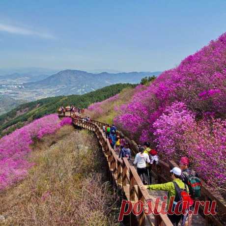 #천주산 #Cheonjusan - 638,8m

#азалия #azalea #Чханвон #Changwon #창원 #Korea #SouthKorea #Korea #한국 #весна #travelKorea #koreatrip2015 #koreatrip #ig_korea #korea_insta #igkorea #горы #hikingtrail