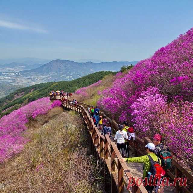 #천주산 #Cheonjusan - 638,8m

#азалия #azalea #Чханвон #Changwon #창원 #Korea #SouthKorea #Korea #한국 #весна #travelKorea #koreatrip2015 #koreatrip #ig_korea #korea_insta #igkorea #горы #hikingtrail