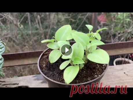 Пересадка комнатных растений зимой. Пересадка комнатных растений зимой....