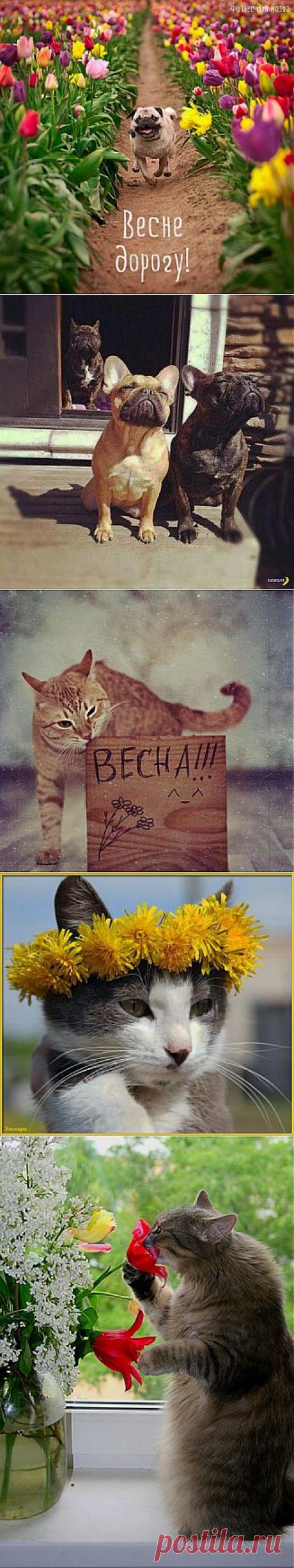 Весна идёт, Весне дорогу! | Приколисты в картинках