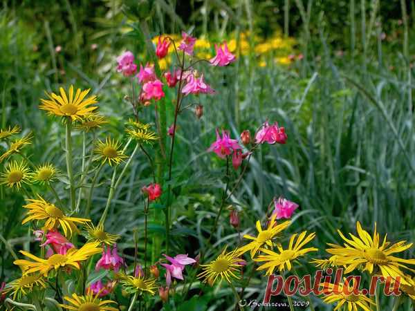 Фото Без названия. Альбом Окружающий мир природы - 50 фото. Фотографии Вера Бокарева.