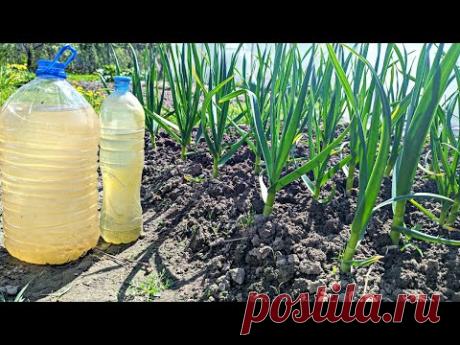 Полейте этим лук и чеснок если перья пожелтели из за холода или нехватки питания, зеленеет за сутки.