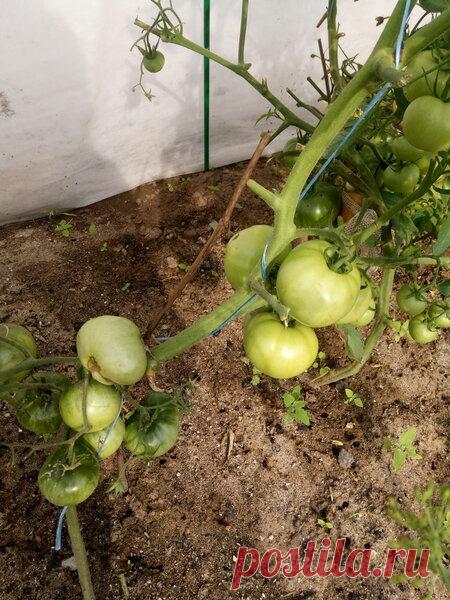 Помидоры плохо созревают в дождливые дни. Можно ли их собрать зелеными и дозреть дома | Дачная жизнь | Яндекс Дзен