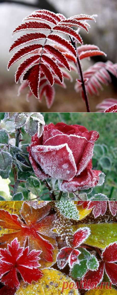 ЗАМОРОЖЕННАЯ КРАСОТА. ФОТО.