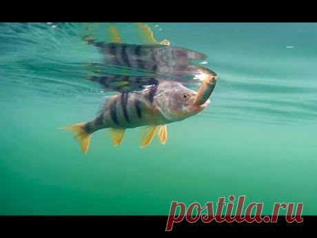 Грюновское озеро. Мечты сбываются! 2ч.