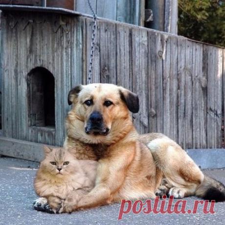 Они жили как кошка с собакой. Он её охранял. Она его любила.