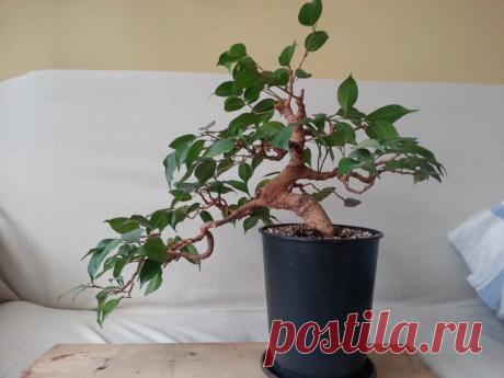 Комнатные растения и цветы по фэн-шуй