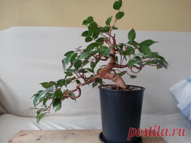 Комнатные растения и цветы по фэн-шуй