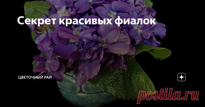 Секрет красивых фиалок Сегодня я хочу поговорить на тему шапочного цветения фиалок. Я очень горда своими цветами, все мои девочки красавицы-раскрасавицы. Один из моих любимых сортов - Роберт Майер. На нем было огромное количество цветов на протяжении трех месяцев. Расскажу вам секрет как добиться такого результата.
